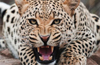 Leopard attack in Moodbidri; three goats killed